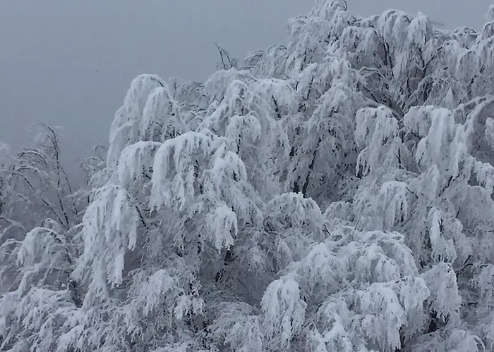 Golija Vikendica Cesta Vrela Ferienhaus Raška