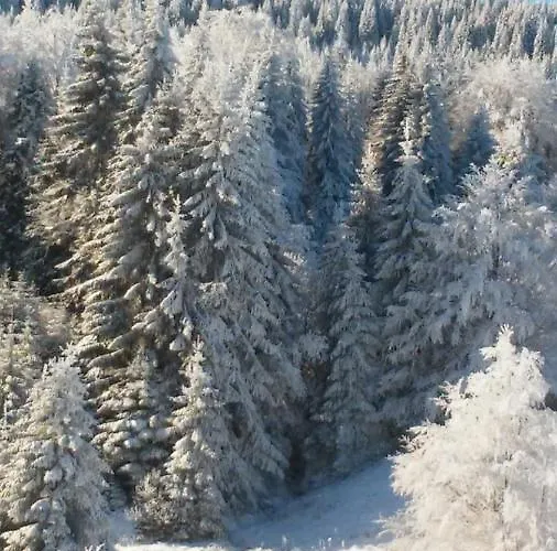 Golija Vikendica Cesta Vrela